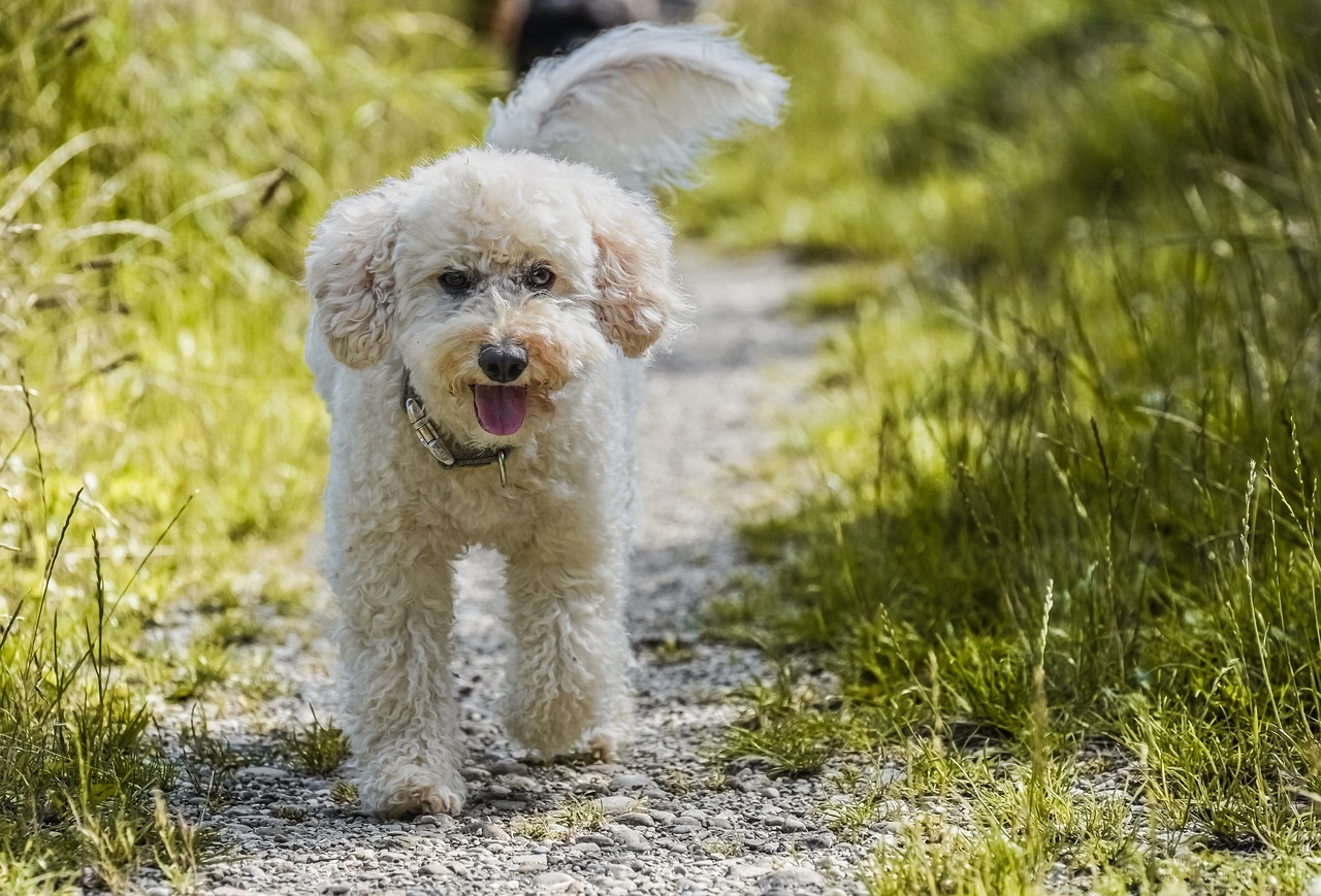 The Benefits of Enriching Your Pet’s Environment